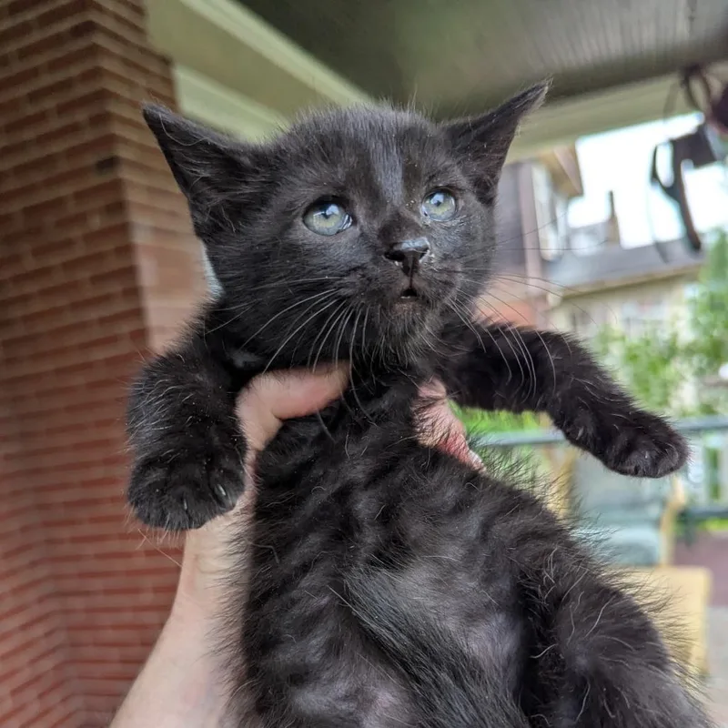 A baby small-sized male Black Domestic Short Hair cat named Sparrow for adoption in Johnstown, PA
