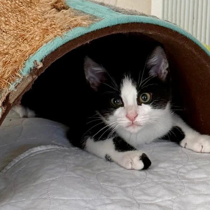A baby small-sized female Domestic Short Hair cat named Mixtape for adoption in Gibsonia, PA