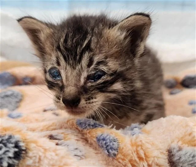 A baby small-sized male Domestic Short Hair cat named Bb for adoption in Fort Lauderdale, FL