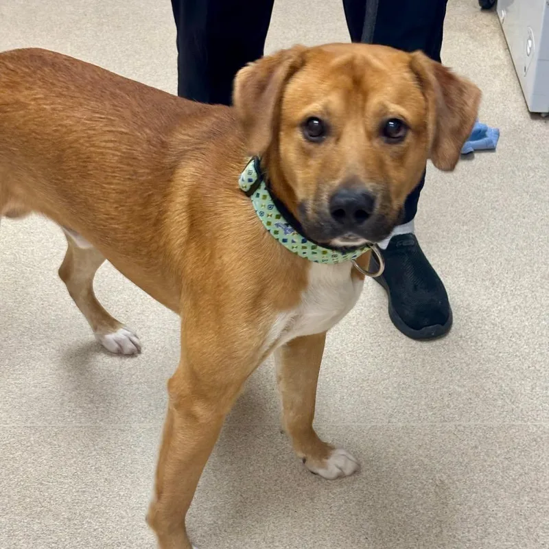 A young large-sized male Labrador Retriever dog named Nugget for adoption in Evansville, IN