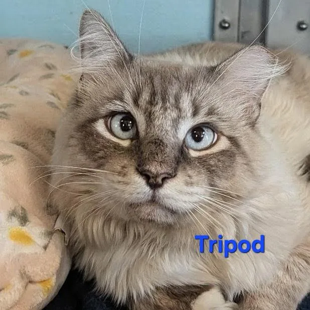 A young medium-sized male Siamese cat named Beckett for adoption in Albuquerque, NM