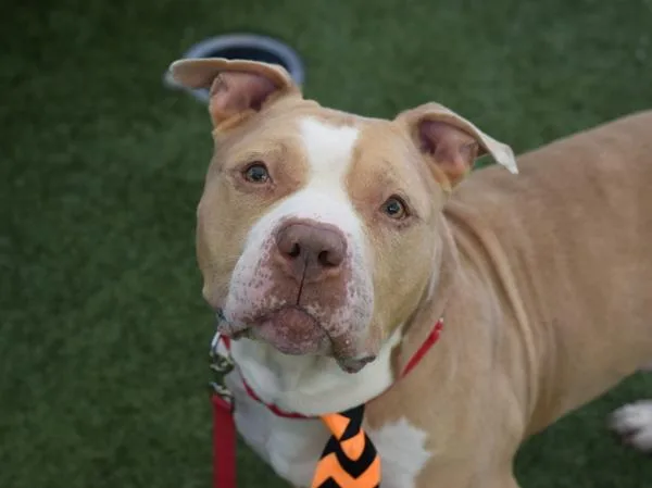 An adult large-sized male Mixed Breed dog named Chase for adoption in Ridgewood, NY
