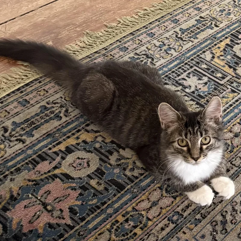 A baby large-sized female Tabby (Brown / Chocolate) Domestic Medium Hair cat named Fancy for adoption in Lawrenceburg, KY