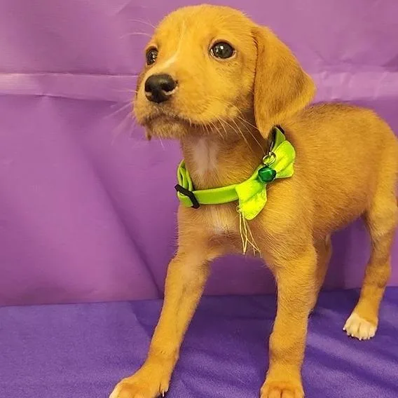 A baby small-sized male Yellow / Tan / Blond / Fawn Hound dog named Rook for adoption in North Myrtle Beach, SC