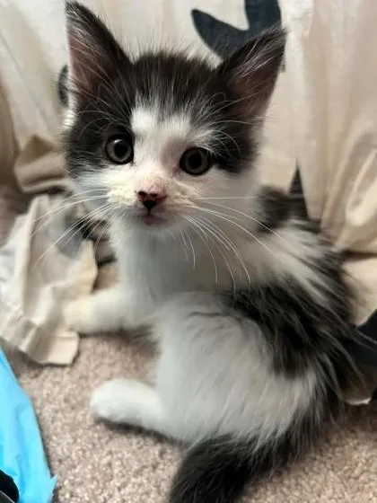 A baby small-sized female White Domestic Short Hair cat named Lafite for adoption in Kansas City, MO