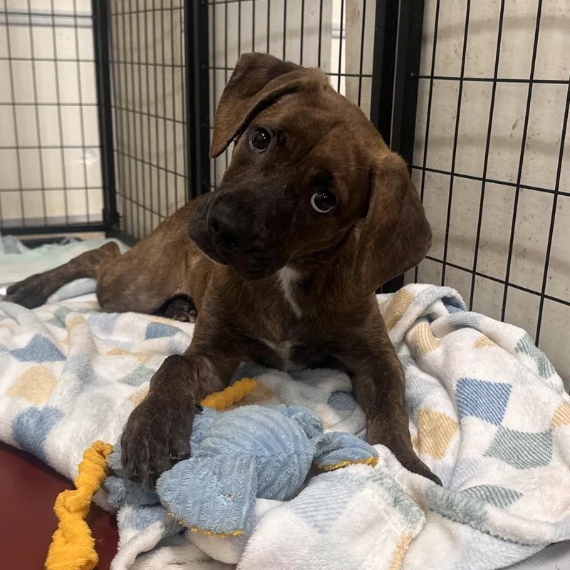 A young small-sized female Boxer dog named Dolly for adoption in Canton, IL