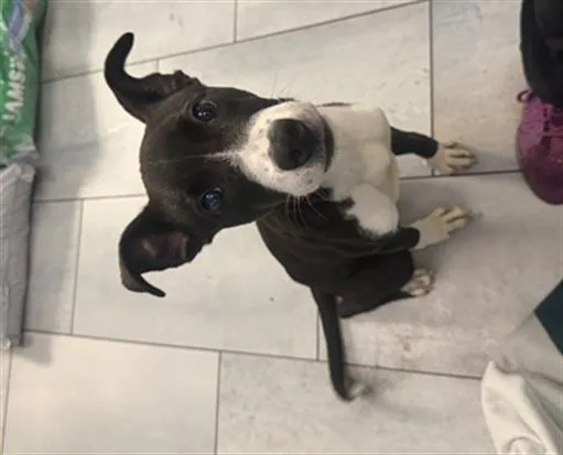 A baby medium-sized male Mixed Breed dog named Benito for adoption in Charlotte, NC