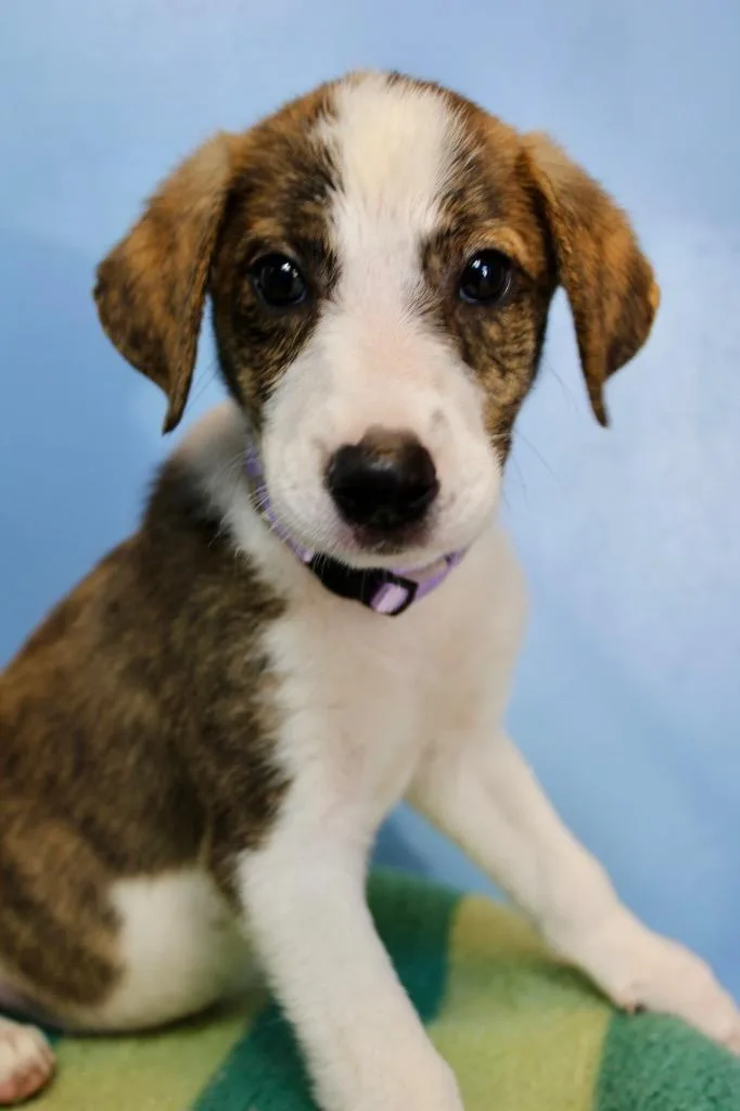 A baby medium-sized female Mixed Breed dog named Mushroom light purple for adoption in Morgantown, KY