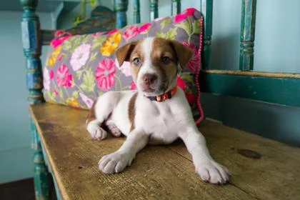 A baby small-sized female Border Collie dog named Mallory for adoption in San Antonio, TX