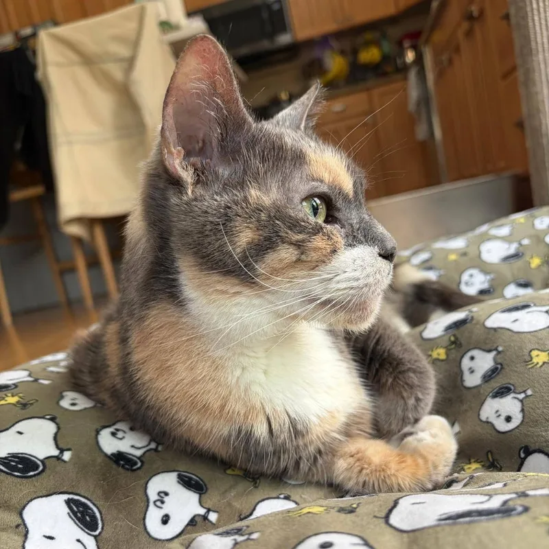 A senior medium-sized female Dilute Tortoiseshell Domestic Short Hair cat named Eddie for adoption in Weehawken, NJ