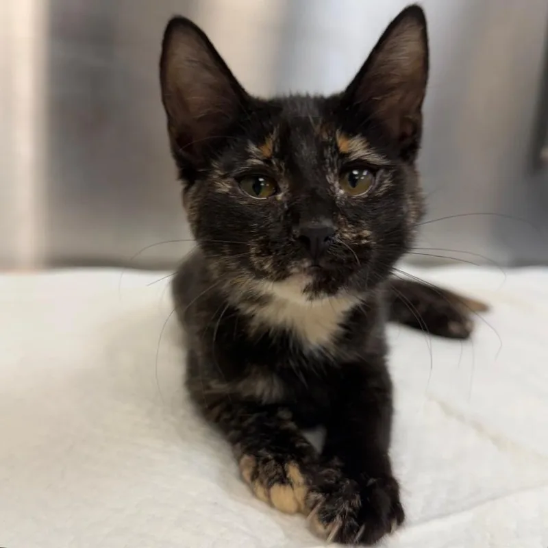 A baby small-sized female Tortoiseshell Domestic Short Hair cat named Francesca for adoption in Sarasota, FL
