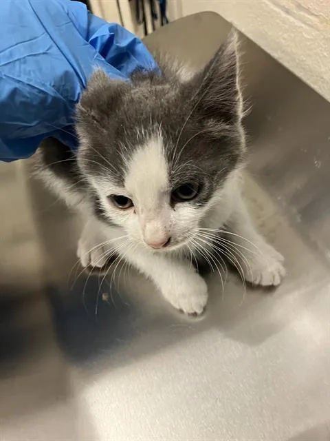 A baby small-sized male Domestic Short Hair cat named Smith for adoption in Long Beach, CA