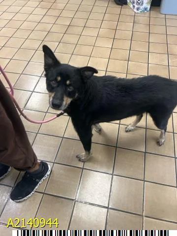 An adult medium-sized male Mixed Breed dog named Rudy for adoption in West Palm Beach, FL