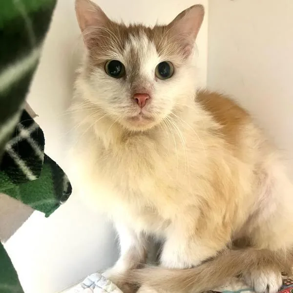 An adult medium-sized female Orange & White Domestic Medium Hair cat named Aurora for adoption in Herndon, VA