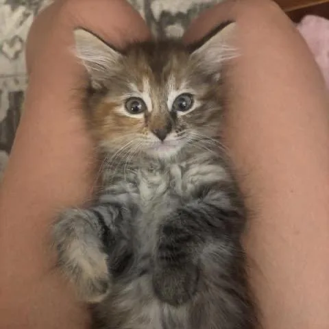 A baby small-sized female Tortoiseshell Domestic Medium Hair cat named Lexa for adoption in Asheville, NC