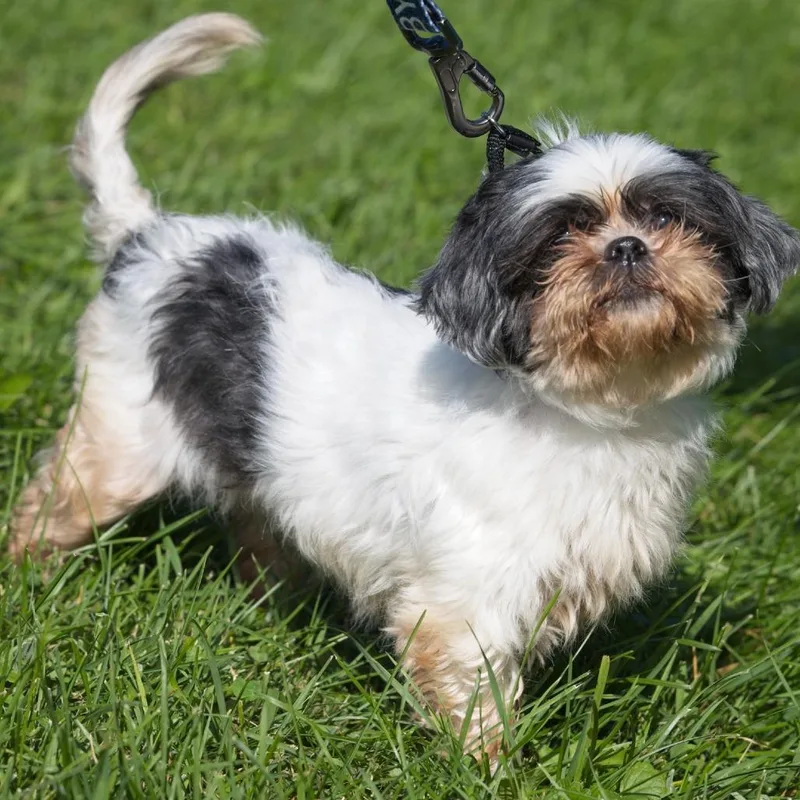 A senior small-sized female Black Shih Tzu dog named Khloe for adoption in South Elgin, IL