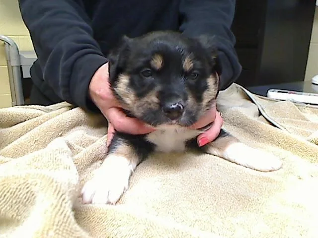 A baby medium-sized female German Shepherd Dog dog named Joy for adoption in Cookeville, TN
