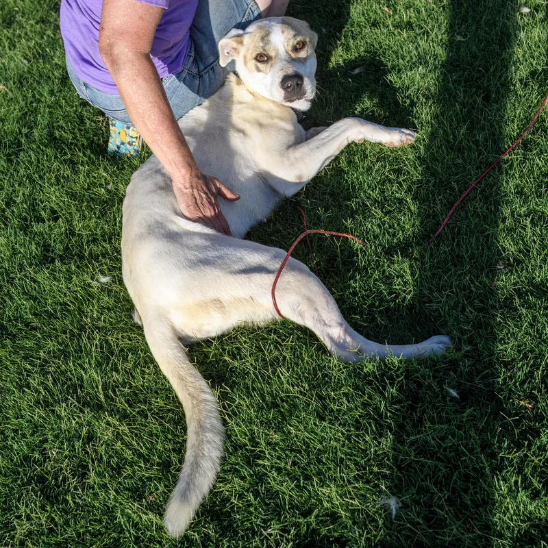 An adult medium-sized female White / Cream Pit Bull Terrier dog named Pyper for adoption in Weatherford, TX