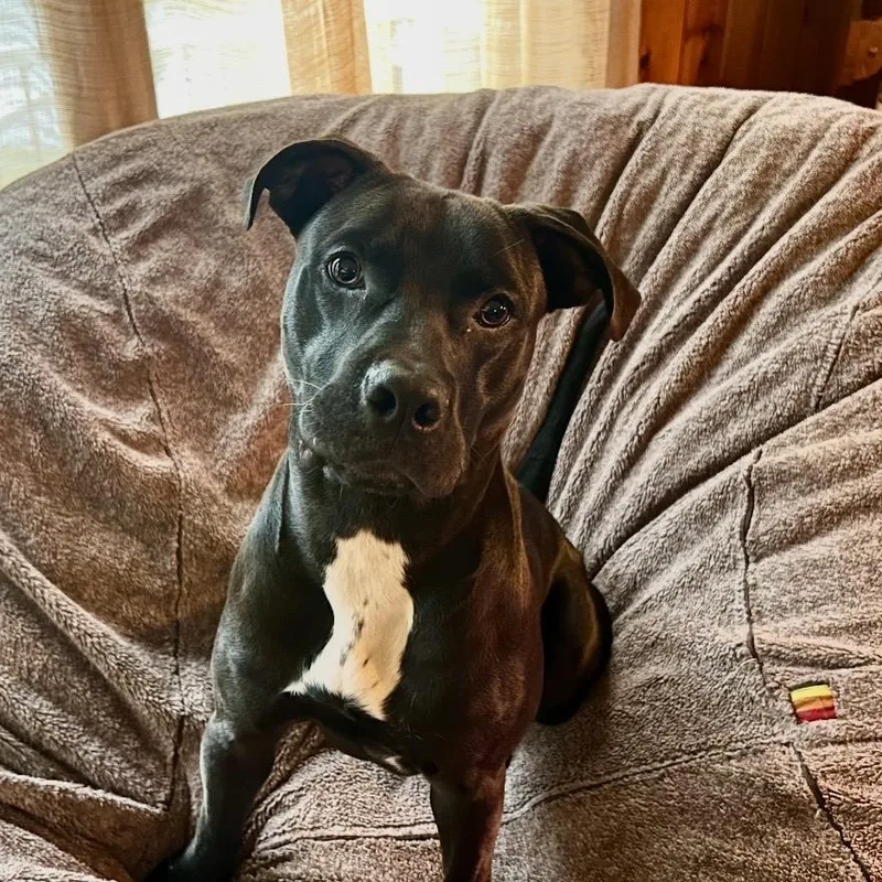 A baby medium-sized male Black Labrador Retriever dog named Poochie for adoption in Pelham, NH