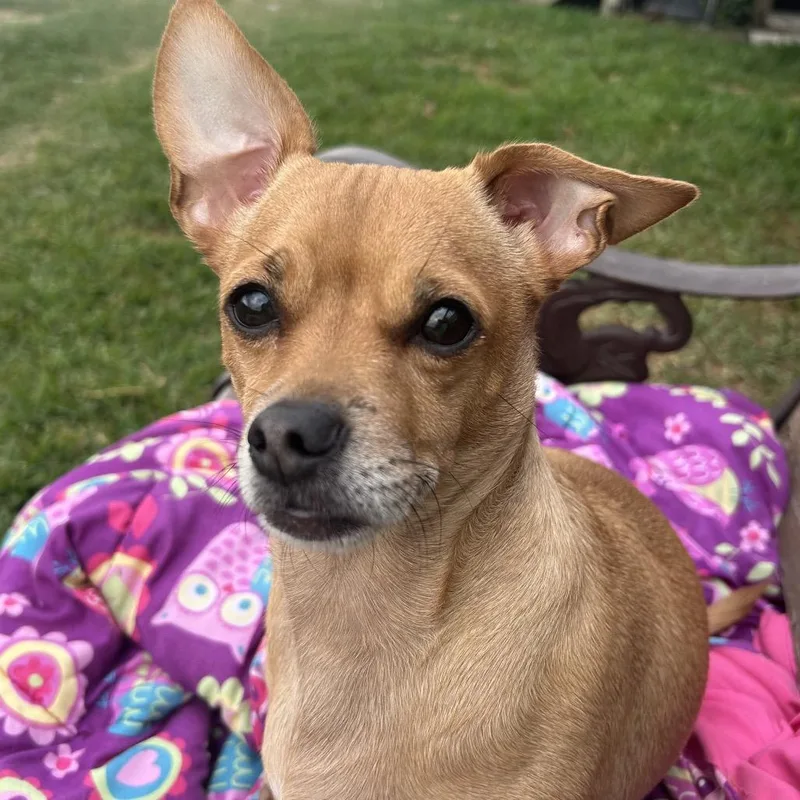 An adult small-sized male Brown / Chocolate Chihuahua dog named Bruce for adoption in Montgomery, TX