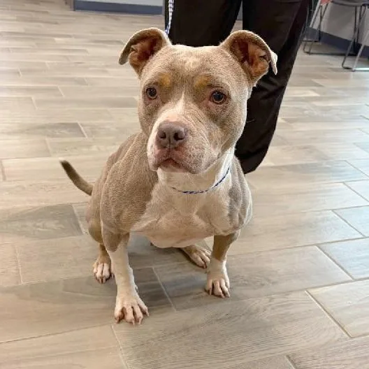 An adult large-sized female Golden American Bully dog named Florence for adoption in Nevada, MO