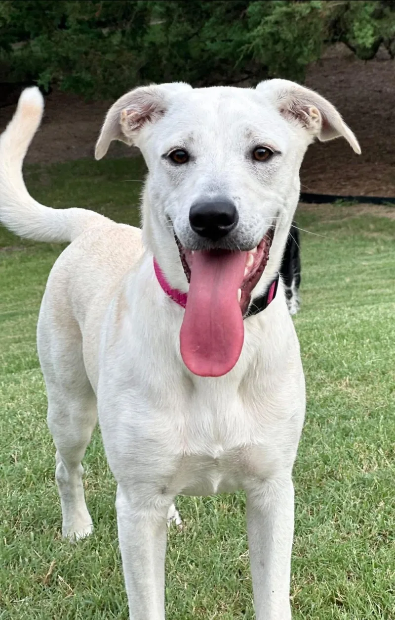 A young medium-sized female Labrador Retriever dog named Daisy for adoption in Rockwall, TX