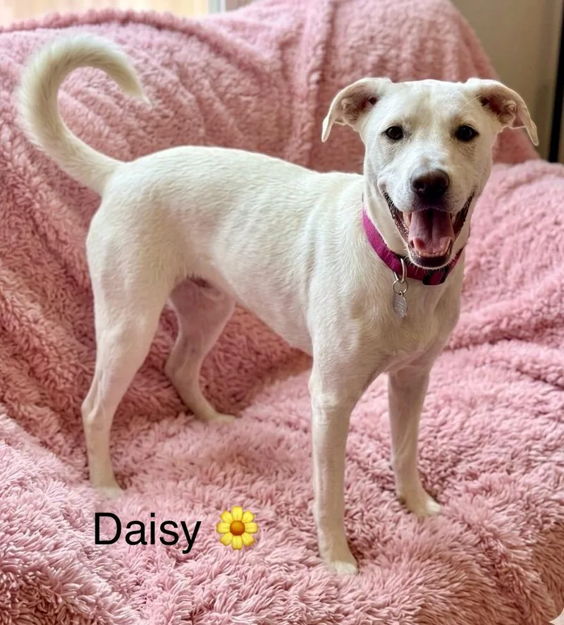 Daisy thumbnail 3