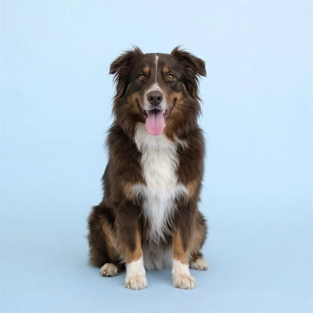 An adult medium-sized male Australian Shepherd dog named Ryder for adoption in Westminster, MD