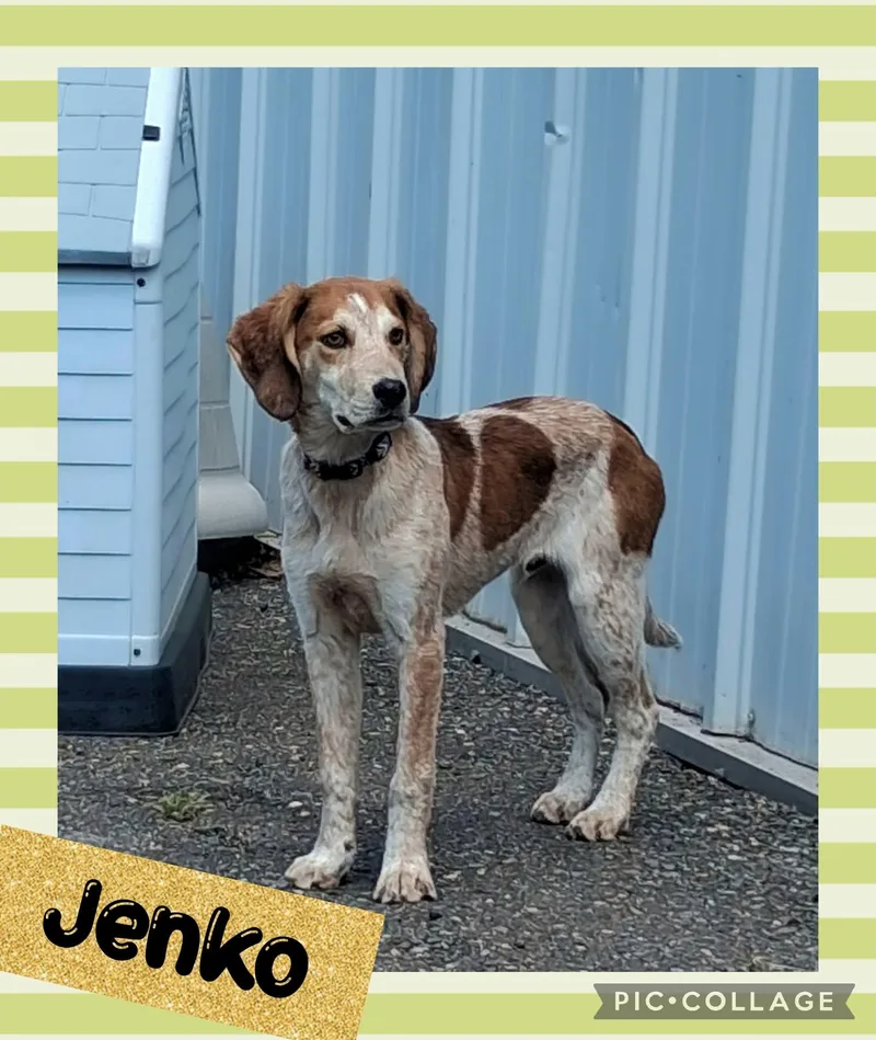 Jenko