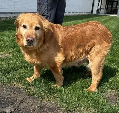An adult large-sized female Golden Retriever dog named Ada for adoption in Cleveland, OH