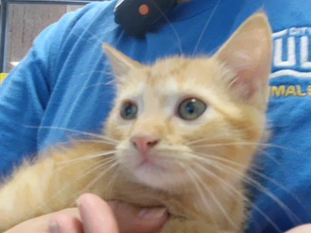 A baby small-sized female Domestic Long Hair cat named Darty for adoption in Tulsa, OK