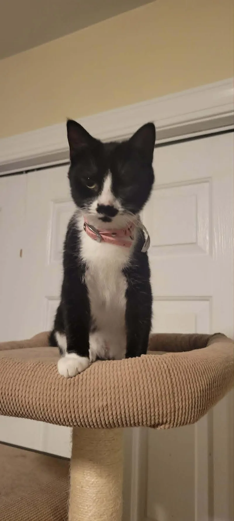 A young medium-sized female Black & White / Tuxedo Domestic Short Hair cat named Petunia for adoption in Charleston, SC