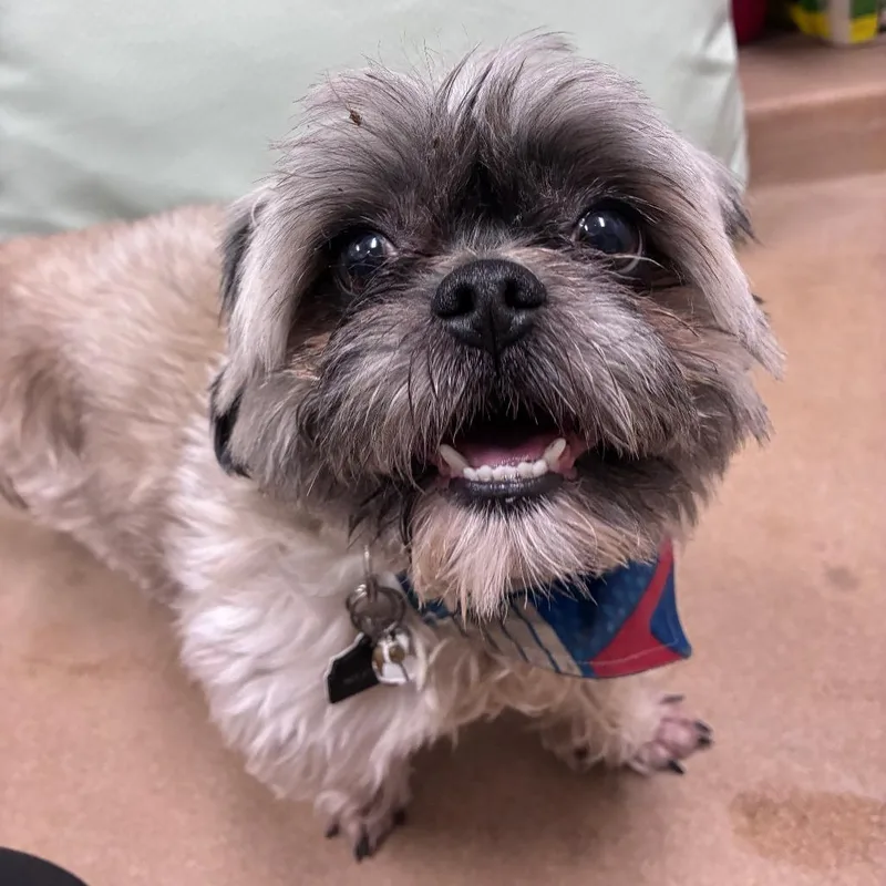An adult small-sized male White / Cream Shih Tzu dog named "wrigley" for adoption in Dixon, IL