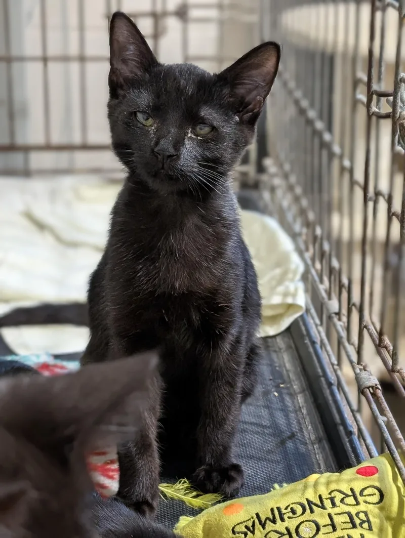 A baby medium-sized male Black Domestic Short Hair cat named Munster for adoption in Tilton, IL