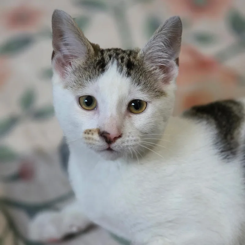 A baby medium-sized male Tabby (Gray / Blue / Silver) Domestic Short Hair cat named Omo for adoption in Johnson City, TN