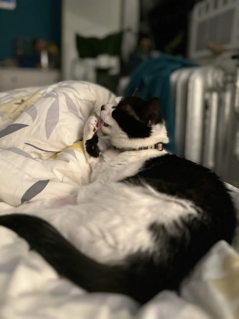 An adult medium-sized female Black & White / Tuxedo Domestic Short Hair cat named Joy for adoption in Weehawken, NJ