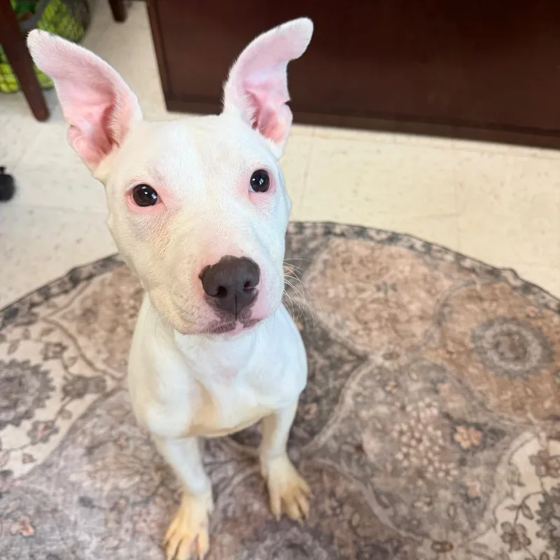 A young medium-sized female Mixed Breed dog named Tofu for adoption in Newark, NJ