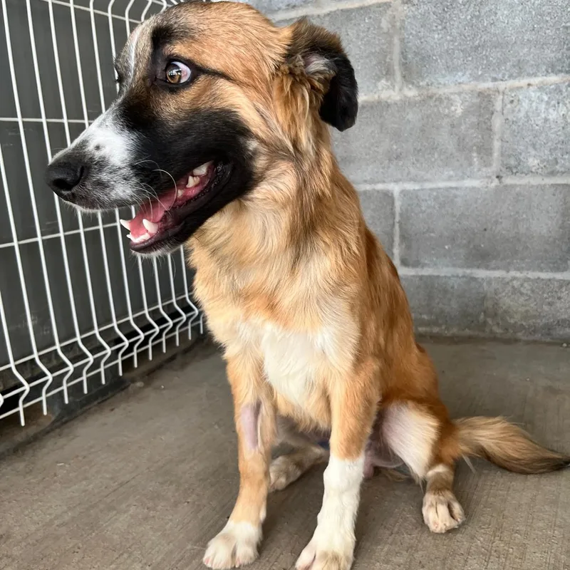 A young medium-sized male Sheep Dog dog named Wilson for adoption in Manvel, TX