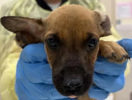 A baby small-sized male Chihuahua dog named Reese for adoption in Honolulu, HI
