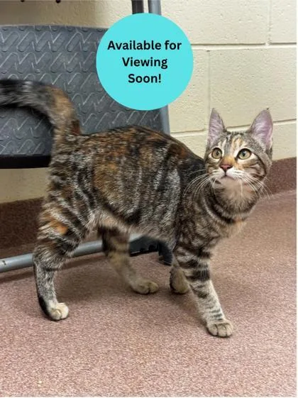 A young small-sized female Domestic Short Hair cat named Ophelia for adoption in Kalispell, MT