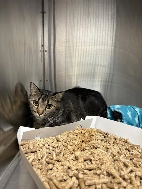 A young small-sized male Domestic Short Hair cat named Viktor for adoption in Indianapolis, IN