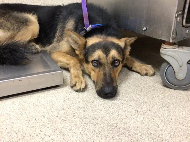An adult medium-sized male German Shepherd Dog dog named Houdini for adoption in Riverside, CA
