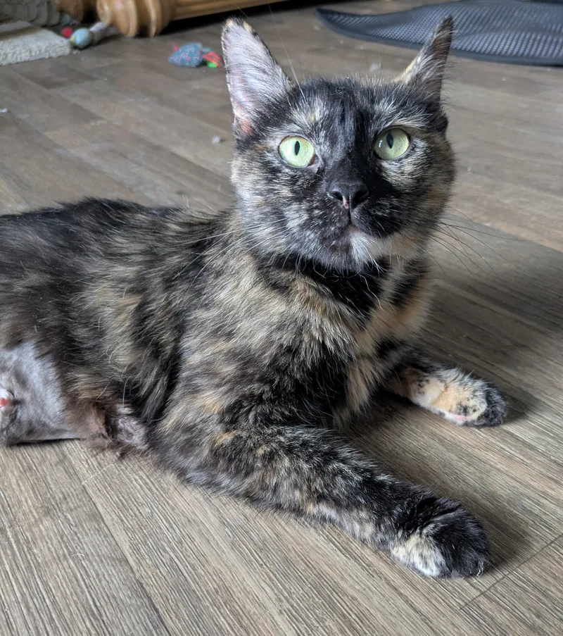 An adult medium-sized female Tortoiseshell cat named Eve  The Tortie for adoption in Prescott, AZ