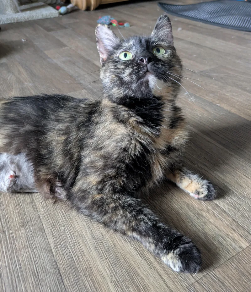 Eve  The Tortie thumbnail 2
