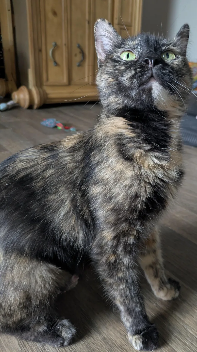 Eve  The Tortie thumbnail 3