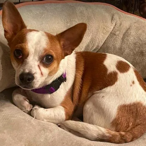 An adult small-sized male Yellow / Tan / Blond / Fawn Chihuahua dog named Brook for adoption in North Richland Hills, TX