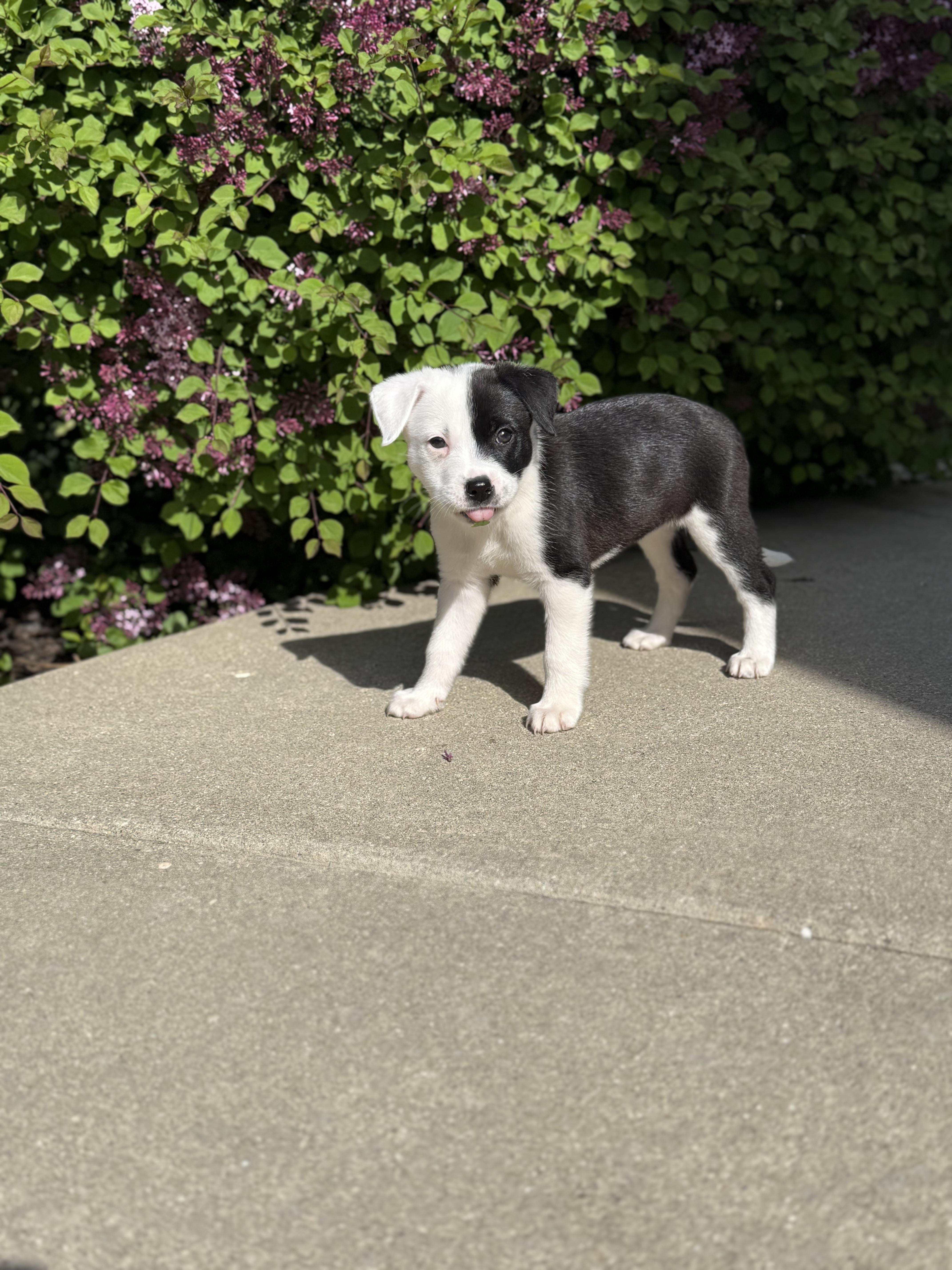 A baby large-sized female White / Cream Mixed Breed dog named Polly for adoption in Kenosha, WI