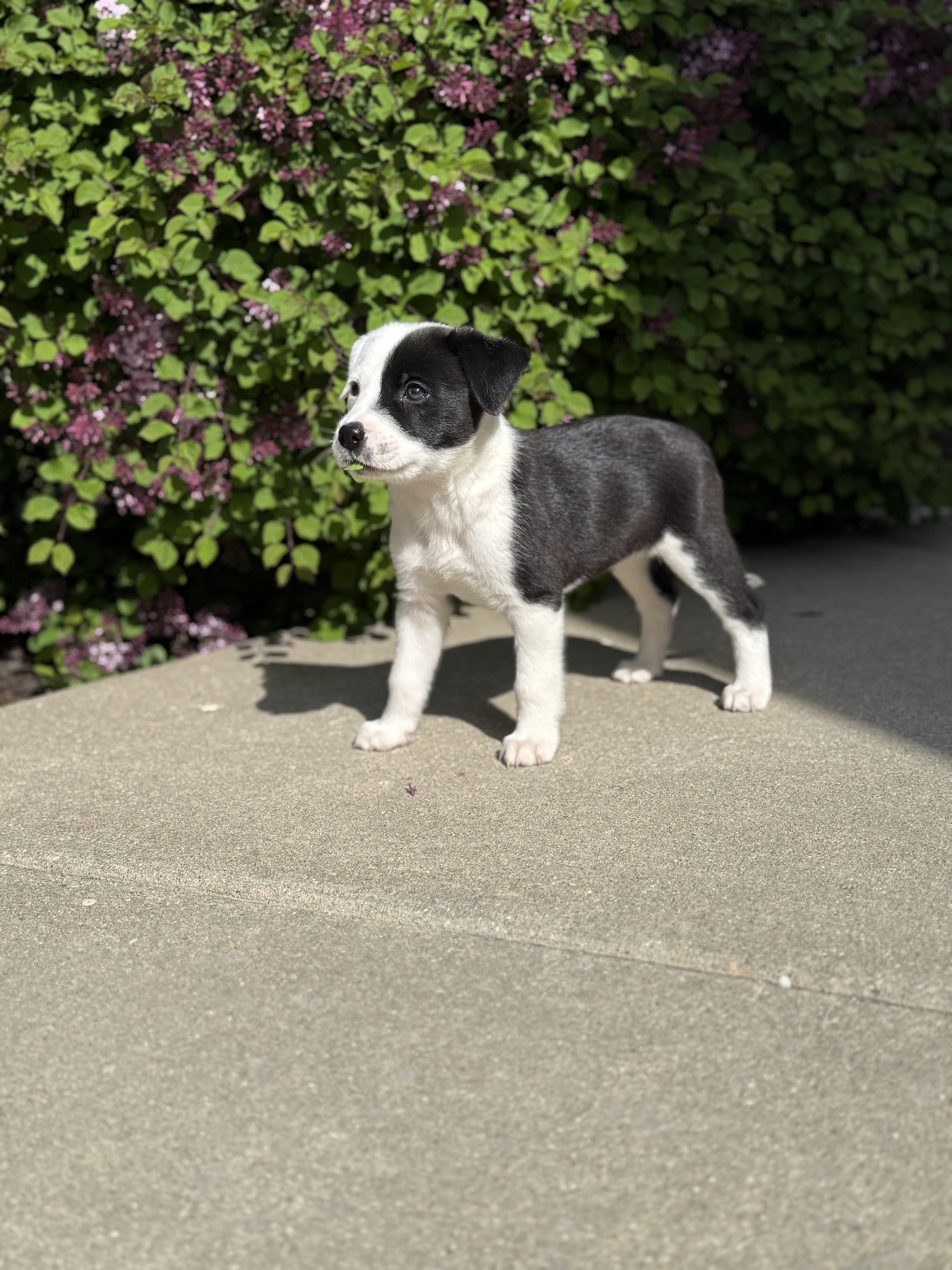 Polly thumbnail 2