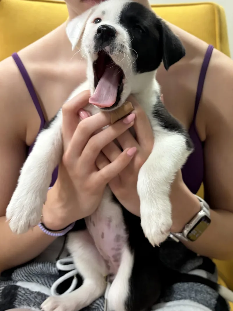 Polly thumbnail 5