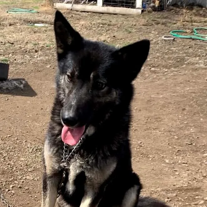 A young medium-sized female Brown / Chocolate Siberian Husky dog named Fern for adoption in TONASKET, WA